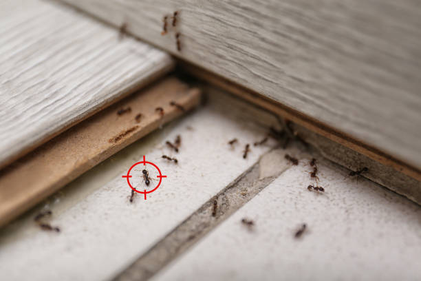 Best Affordable Pest Control Services  in Southside, AR