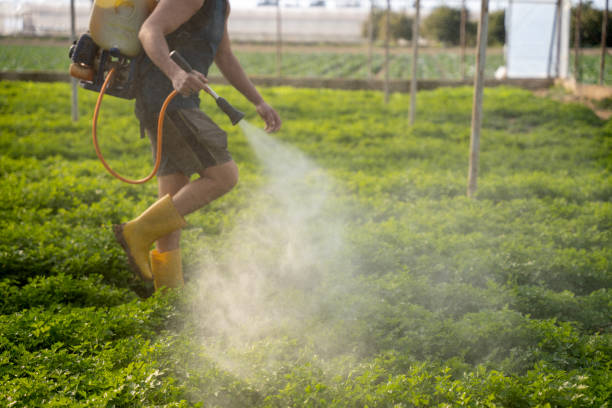 Wasp Removal Services in Southside, AR