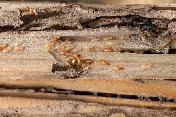 Best Local Pest Control Services  in Southside, AR